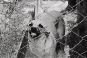 Angry-dog-attack-behind-fence