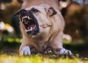 Medical-pay-after-dog-attack, A brown dog poised to jump with a snarling, agressive face.