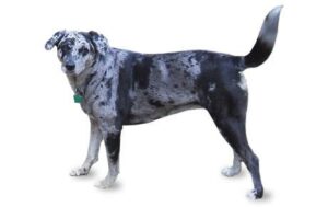 Dark grey, light grey, and white spotted mid-weight dog. Neutral facial expression. Tail up. Against white background.