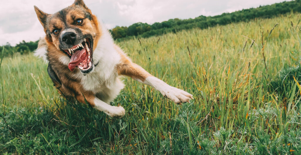 Dog bite